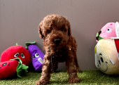 Toy poodle red brown Kore mini yavrularımız